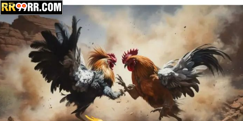 Phân tích luật, mẹo chơi đá gà Malaysia