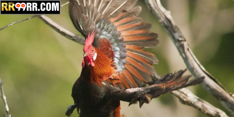 Vảy Gà Huyền Trâm – Dị Tướng Dũng Mãnh Nhất Đấu Trường RR99