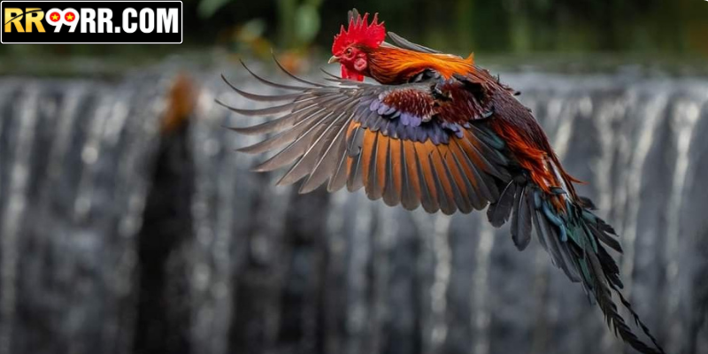 Chiến thuật cựa, rèn luyện gà vảy linh kê