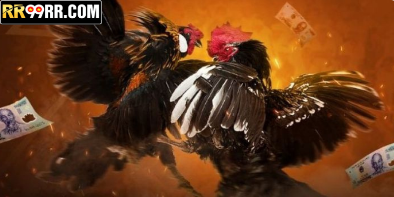 Tổng quan về sảnh đá gà SV388