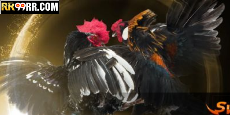 Sản phẩm, dịch vụ đá gà tại SV388