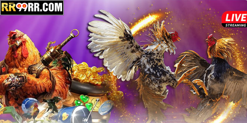Giới thiệu về đá gà RR99 hot hiện nay