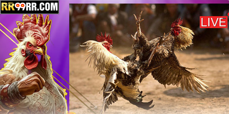 Lý do nên tham gia sảnh cược