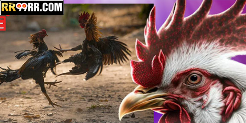 Cược gà chiến siêu hay